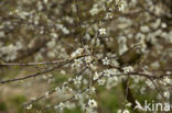Cherry Plum