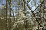 Cherry Plum
