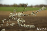 Cherry Plum