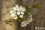 Kerspruim (Prunus cerasifera)