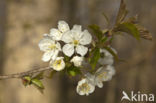 Kerspruim (Prunus cerasifera)