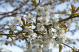 Kerspruim (Prunus cerasifera)