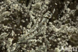 Cherry Plum