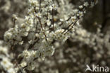 Kerspruim (Prunus cerasifera)