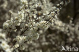 Cherry Plum