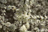 Cherry Plum