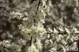 Cherry Plum