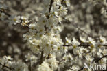 Cherry Plum