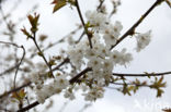 Cherry Plum