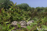 Lapwing (Vanellus vanellus)