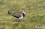 Lapwing (Vanellus vanellus)