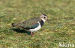 Lapwing (Vanellus vanellus)