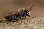 Klaverbehangersbij (Megachile ligniseca)