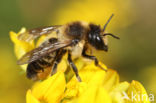 Klaverbehangersbij (Megachile ligniseca)