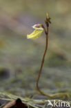 Lesser Bladderwort (Utricularia minor)