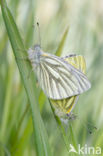 Klein geaderd witje (Pieris napi)