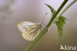 Klein geaderd witje (Pieris napi)