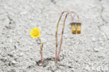 Coltsfoot (Tussilago farfara)