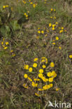 Klein hoefblad (Tussilago farfara)