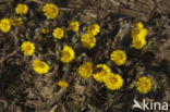 Klein hoefblad (Tussilago farfara)