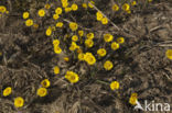 Coltsfoot (Tussilago farfara)