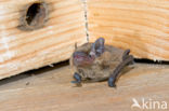 kleine dwergvleermuis (pipistrellus pygmaeus)