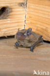 kleine dwergvleermuis (pipistrellus pygmaeus)