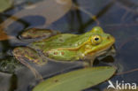 Kleine groene kikker