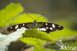 Kleine IJsvogelvlinder (Limenitis camilla)