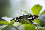 Kleine IJsvogelvlinder (Limenitis camilla)