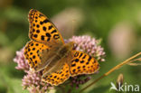 Queen of Spain Fritillary (Issoria lathonia)