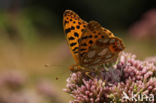 Queen of Spain Fritillary (Issoria lathonia)