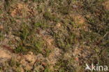 Kleine roetbij (Panurgus calcaratus)