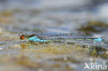 Small Red-eyed damselfly (Erythromma viridulum)