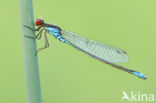 Small Red-eyed damselfly (Erythromma viridulum)