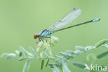 Small Red-eyed damselfly (Erythromma viridulum)