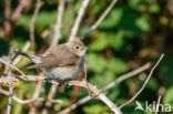 Red-breasted Flycatcher (Ficedula parva)