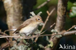 Red-breasted Flycatcher (Ficedula parva)