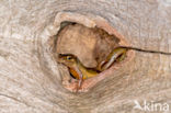 Kleine watersalamander (Lissotriton vulgaris)