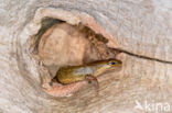 Smooth Newt (Lissotriton vulgaris)