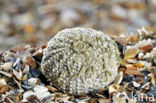 Shore sea urchin (Psammechinus miliaris)