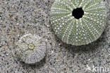 Shore sea urchin (Psammechinus miliaris)