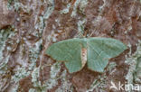 Common Emerald (Hemithea aestivaria)