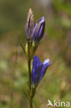 Marsh Gentian (Gentiana pneumonanthe)