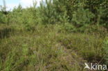 Marsh Gentian (Gentiana pneumonanthe)