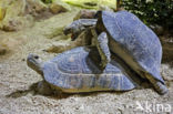 Marginated Tortoise (Testudo marginata)