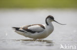 Pied Avocet (Recurvirostra avosetta)