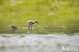 Pied Avocet (Recurvirostra avosetta)