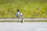 Pied Avocet (Recurvirostra avosetta)