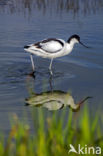 Pied Avocet (Recurvirostra avosetta)